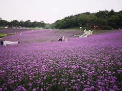 -大塘金香草谷
