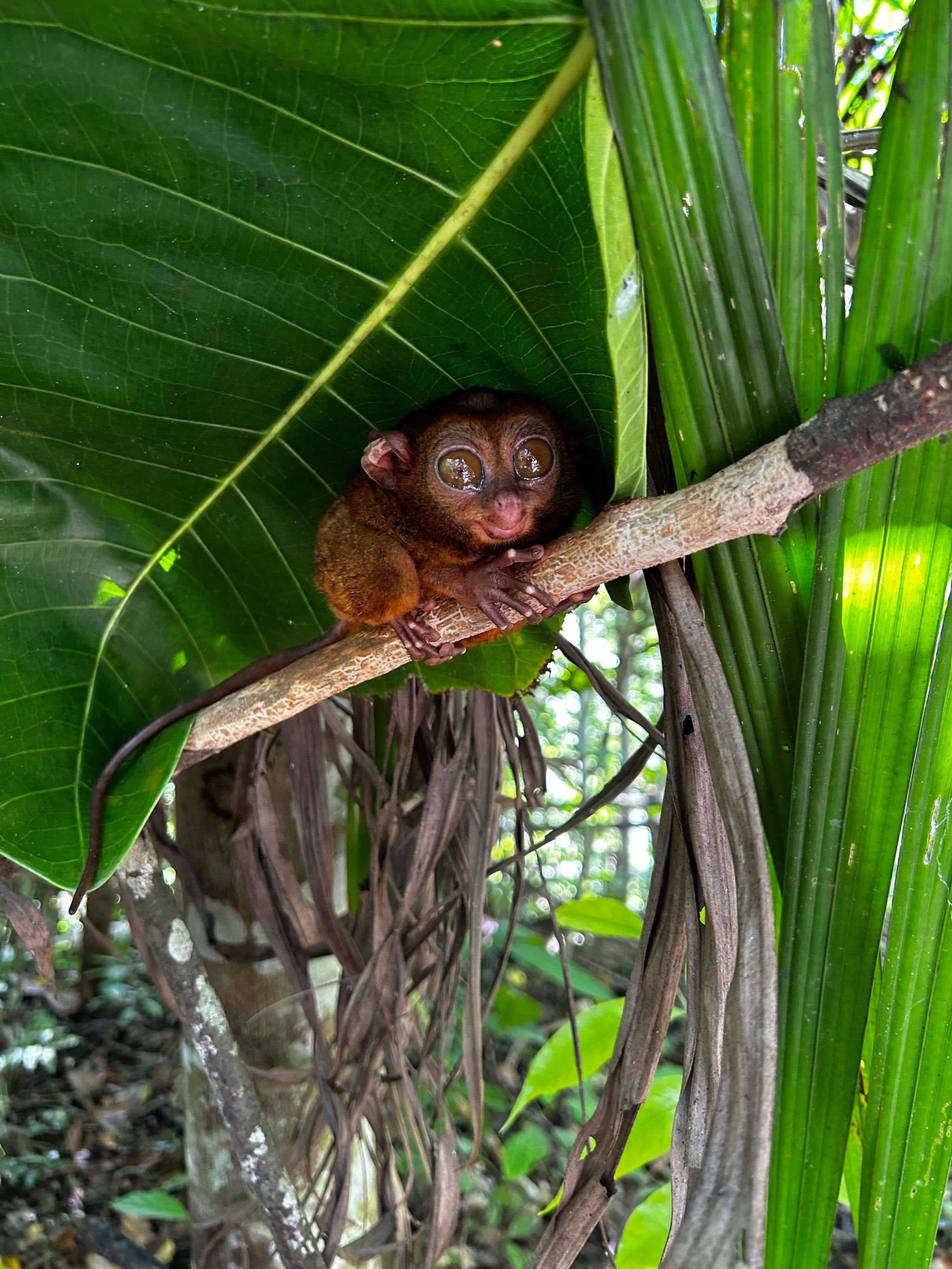 树上的小短尾猴
