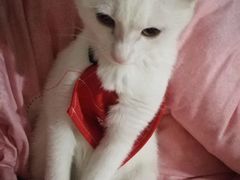 -暖阳宠物医院·犬猫康复中心·骨科