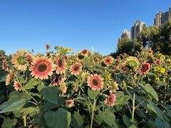 -长白岛森林公园