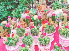 -龙大花卉苗木市场