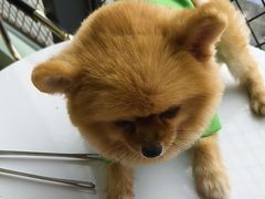 -怪兽屋·羊驼·猫咖·狗咖(俊华广场店)