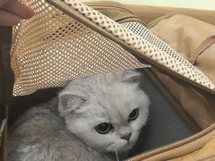 -全心全意连锁动物医院·微创中心·内科急重症·心脏专科(丰管路店)