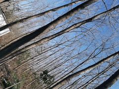 -合肥滨湖国家森林公园