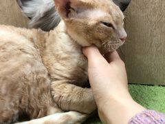 -猫和宫(六道口店)