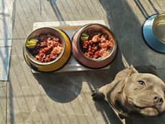 -瑞派福兴宠物医院犬猫全科·骨科·中西医结合(河东店)