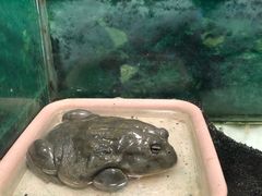 -上海大自然野生昆虫馆(东方明珠·爬宠昆虫探索中心)