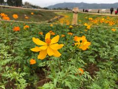-光明小镇欢乐田园