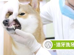 -瑞鹏宠物医院·宠保定点·心脏科·内科(御桥分院)