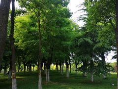 -洨河生态公园