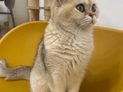 -有喵·猫咖·狗咖·40+猫狗有小奶狗(岗厦店)