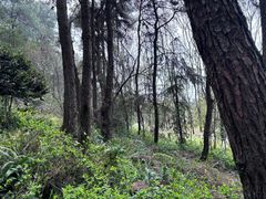 -铁山坪森林公园