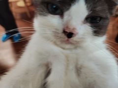 -楼上猫咖(罗湖店)