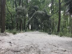 -合肥滨湖国家森林公园