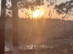 -合肥滨湖国家森林公园