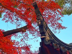 -秋霞圃