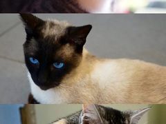 -猫咪博物馆(顶澳仔猫街店)