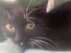 -中农国际动物医院24小时·猫科·骨科·急重症中心