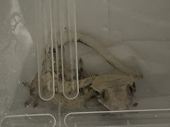 -酷以爬仙阁实体爬宠店·守宫·蜥蜴·专业繁育