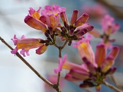 -深圳湾万象城(南山店)