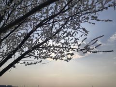 -丁香湖公园