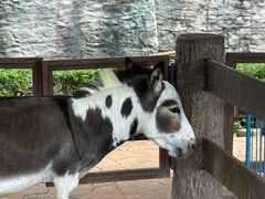 -清迈夜间动物园