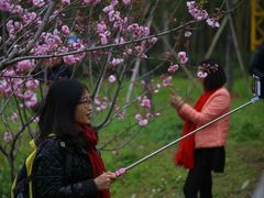 -天适樱花悠乐园