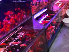 -曲阳花鸟市场(曲阳路店)