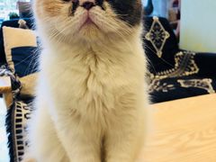 -平行世界·猫咖(首经贸店)