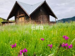 -纳帕海依拉草原