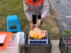 -前小桔亲子创意农场·草莓采摘·露营烧烤