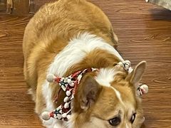 -豆柴町-柴犬主题狗咖(红鼎国际C座店)