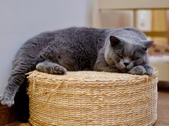 -有猫主题·治愈系猫咖(曾厝垵店)