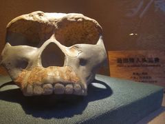 -陕西自然博物馆