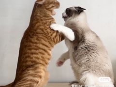 -康旭宠物医院(郑州总院)