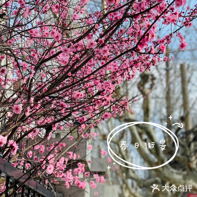 🌸春天来了，大家注意到路边的花都已经开了吗？