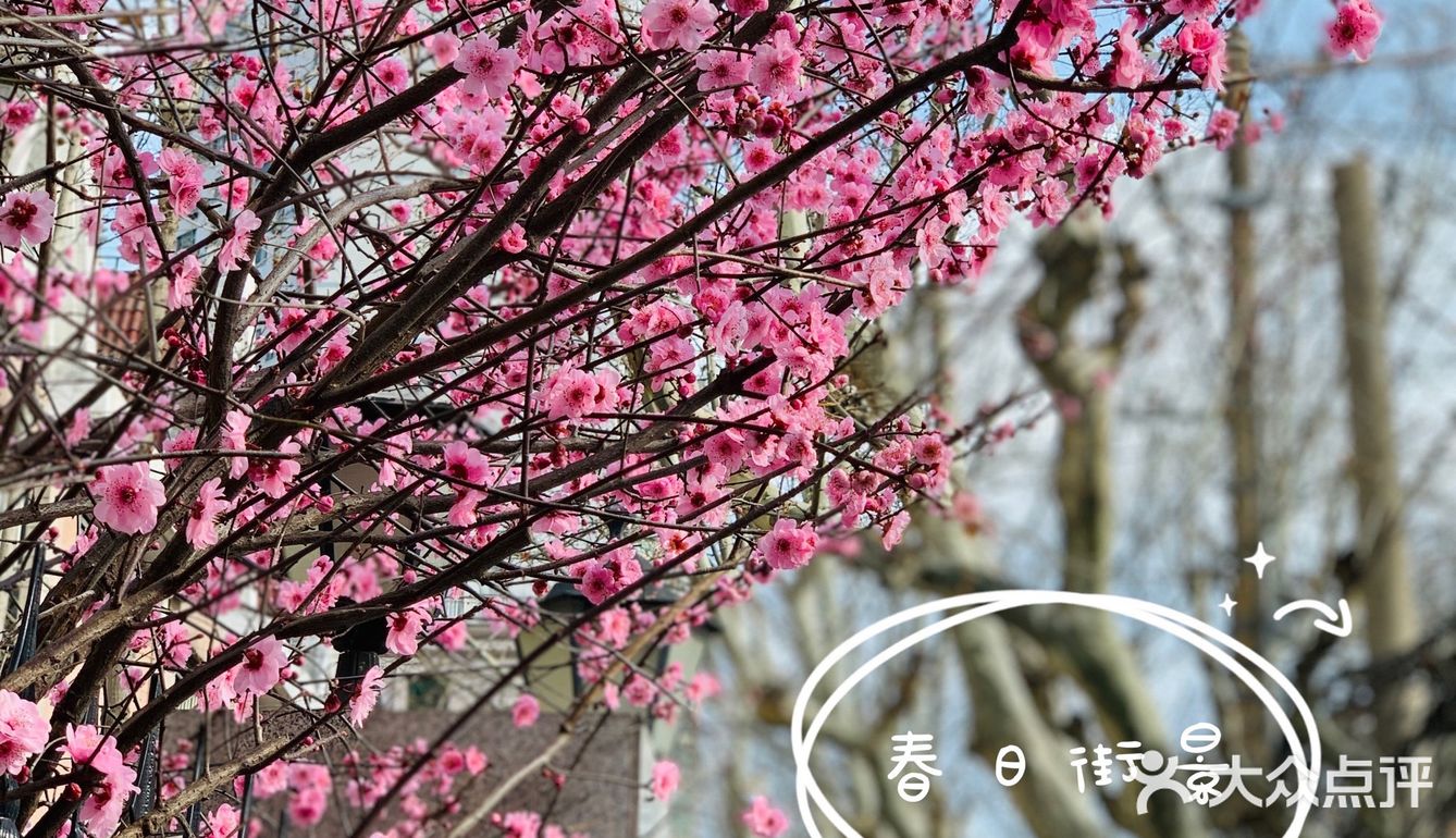 🌸春天来了，大家注意到路边的花都已经开了吗？
