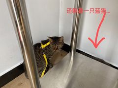 -灵美宠物诊所