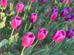 -朝阳公园游乐园