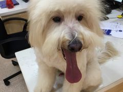 -芭比堂动物医院·24小时·眼科中心(深圳中心)