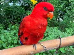 -南宫五洲植物乐园