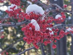 -北海道神宫