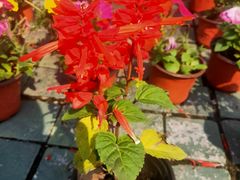 -合肥滨湖国家森林公园