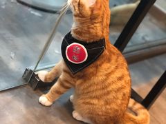 -PETKIT小佩宠物(古北店)