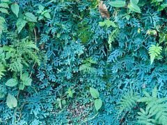 -天目山大树王景区