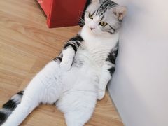 -COLOR PETS 撸猫馆·购猫·猫咖(长风大悦城店)