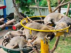 -西霞口神雕山野生动物世界