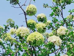 -苏州上方山国家森林公园