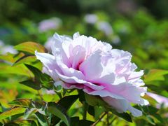 -洛阳周公庙博物馆