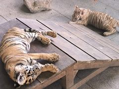 -秦皇岛野生动物园